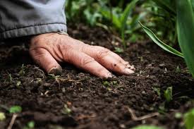 Fertilisation NPK